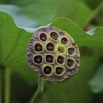 Nelumbo nucifera Frucht