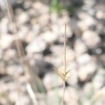 Fingerhuthia africana Flor