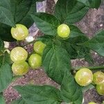 Solanum scabrum 果実
