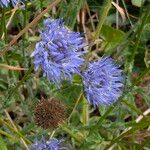 Jasione maritima Flor