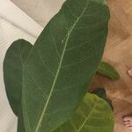 Ficus callosa Fuelha