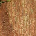Eriotheca longitubulosa 樹皮
