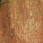 Eriotheca longitubulosa Corteza