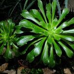 Aeonium simsii Blatt