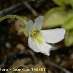 Pinguicula crystallina Žiedas