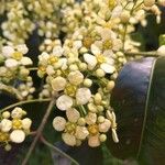 Euonymus carnosus Flower