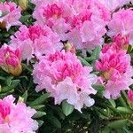 Rhododendron degronianum Blüte