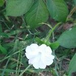 Ipomoea pes-tigridis Flower