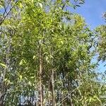 Phyllostachys nigra Vekstform