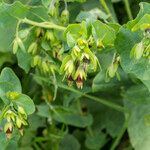 Cerinthe glabra Otro