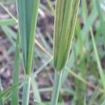 Molinia caerulea Blad