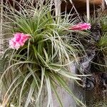 Tillandsia stricta Характер