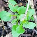 Cardamine bellidifolia 葉