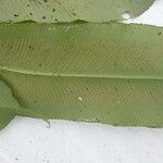 Coniogramme africana Leaf