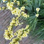 Sisyrinchium striatum Fleur