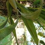 Prosthechea cochleata 葉