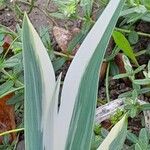 Iris pallida Frunză