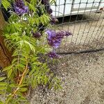 Wisteria frutescensFlor