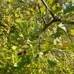 Crataegus rhipidophyllaFruit