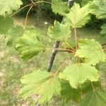 Acer opalus Ліст