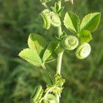 Medicago rugosa Blad