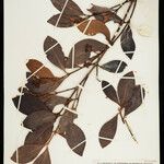 Clusia octandra Yaprak