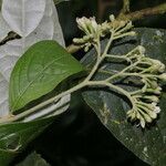 Solanum schlechtendalianum Λουλούδι