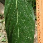 Nectandra membranacea Feuille