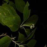 Solanum hazenii Ліст