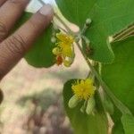 Grewia asiatica Flower