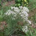 Eupatorium hyssopifolium Vekstform