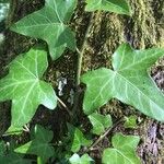 Hedera hibernica Hostoa