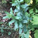 Cirsium altissimum List