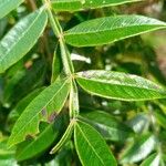 Rhus copallinum Blad