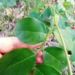 Breynia vitis-idaea Plod