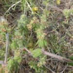 Galium maritimum Flower