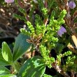 Calluna vulgarisᱥᱟᱠᱟᱢ