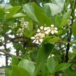 Schrebera alata Flower