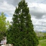 Sequoiadendron giganteum Hábito