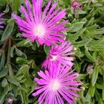 Delosperma sutherlandii (Hook.f.) N.E.Br.Žiedas