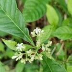 Psychotria nervosa Blomst