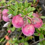 Gaultheria myrsinoides Plod