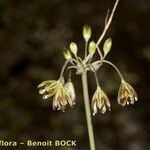 Allium oporinanthum Other