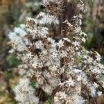 Solidago sempervirens Froito