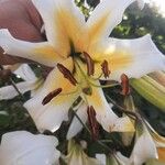 Lilium regale പുഷ്പം