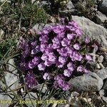 Dianthus subacaulis Habitus