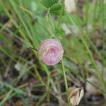 Medicago orbicularis फल