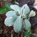 Kalanchoe laxiflora Leaf