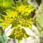 Bupleurum rotundifolium 花
