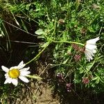 Leucanthemum adustum Habitat